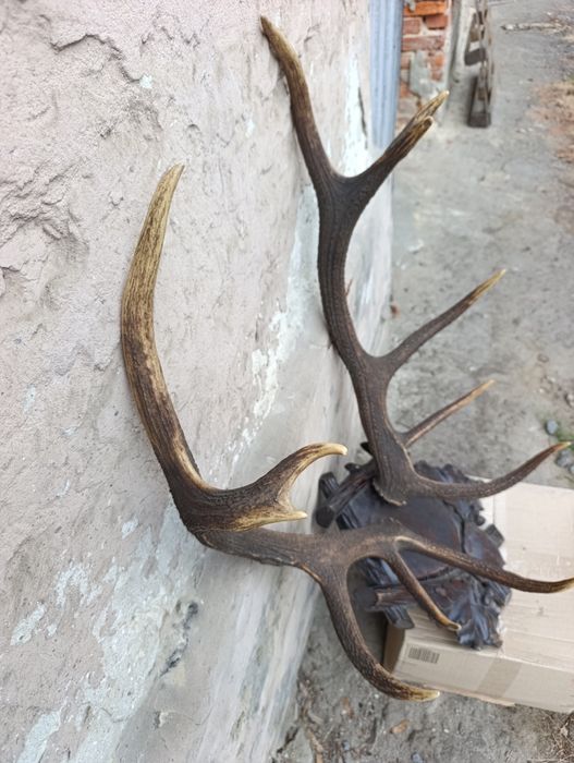 Роги оленя благородного