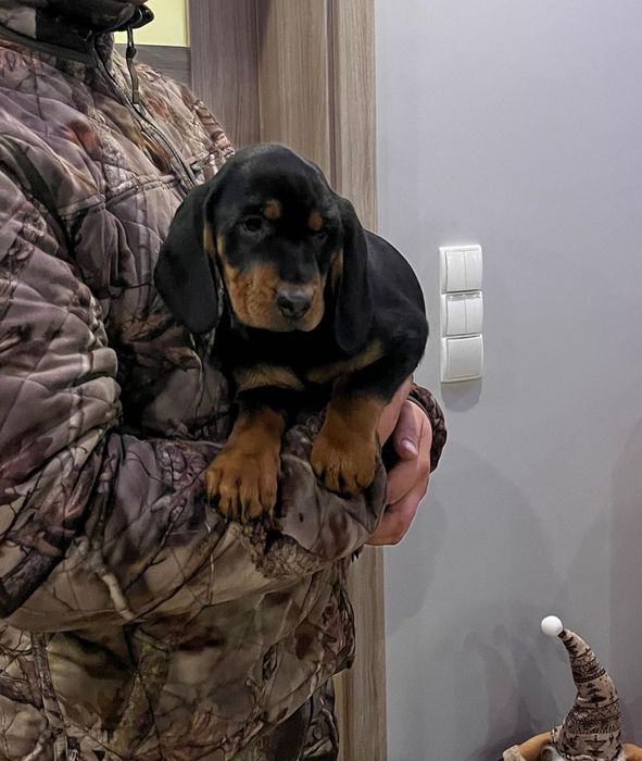 Gończy Słowacki ZKWP