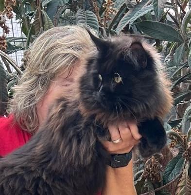 Maine Coon  -  XXL com LOP