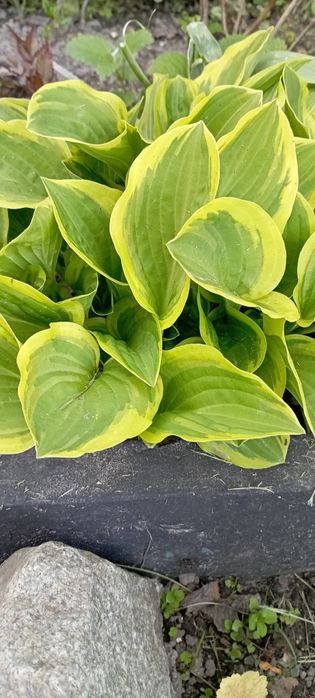 Гейхеры, анемона, хосты, астильба