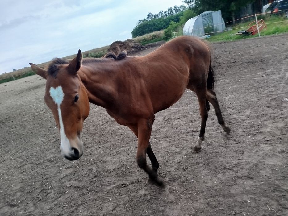 Klacz ze źrebówką