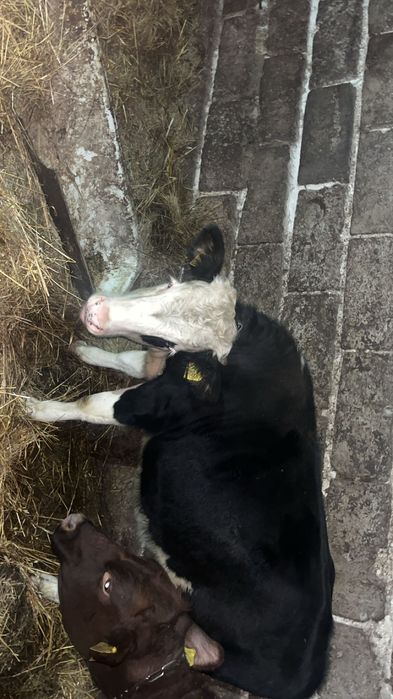 Jałówka mięsna siment