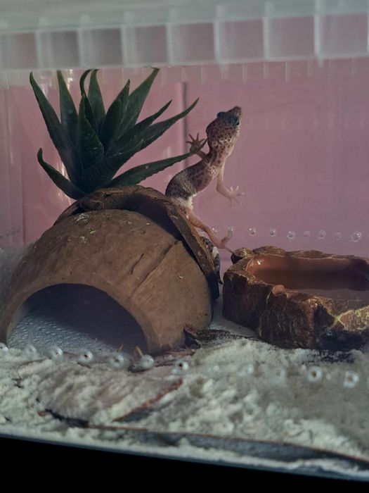 Gekony lamparcie