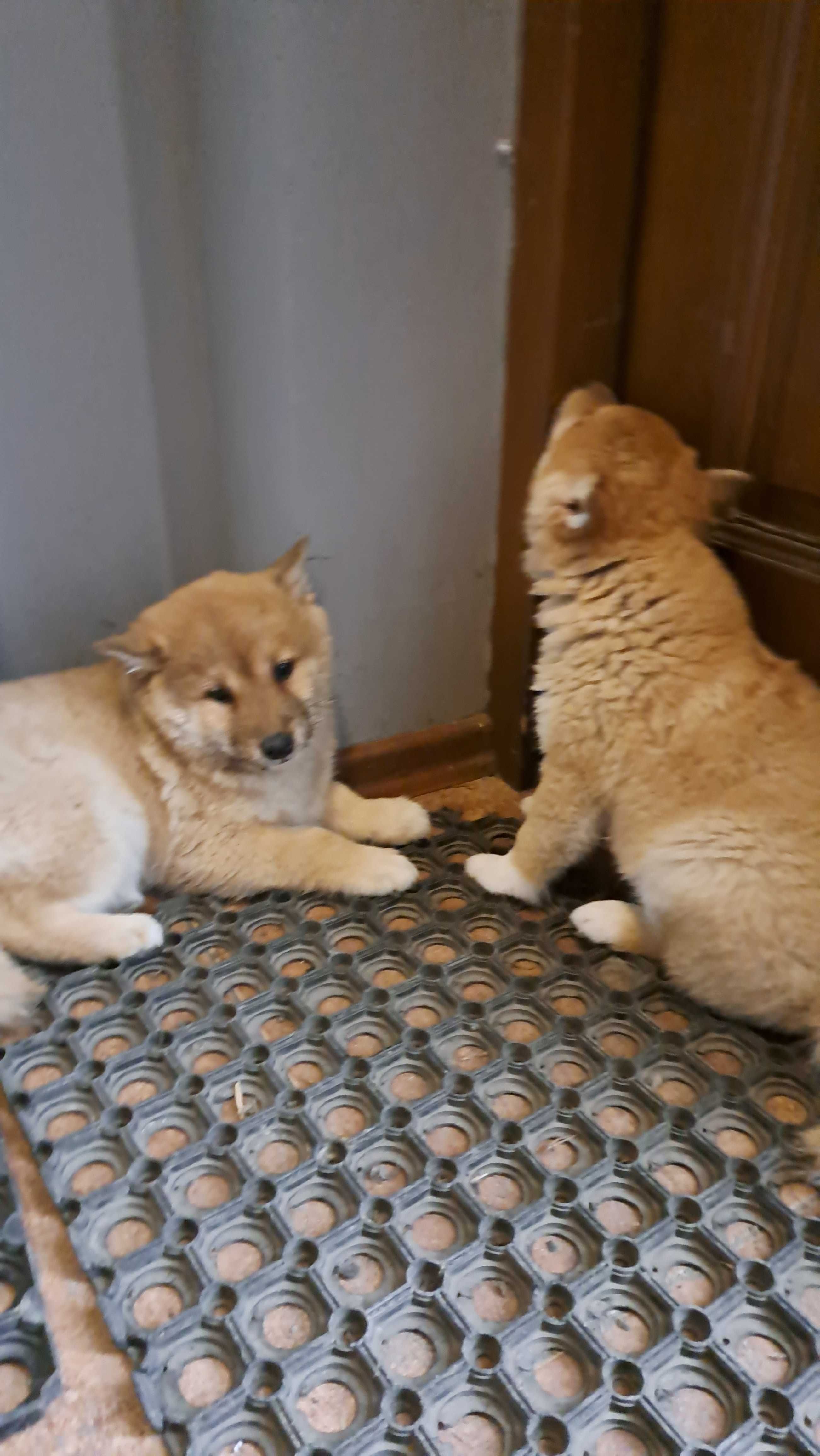 Shiba inu PIesek