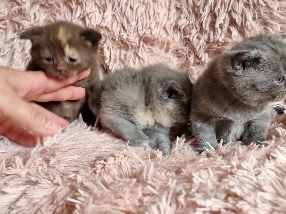 Kocięta kotki krótko włosem do rezerwacji