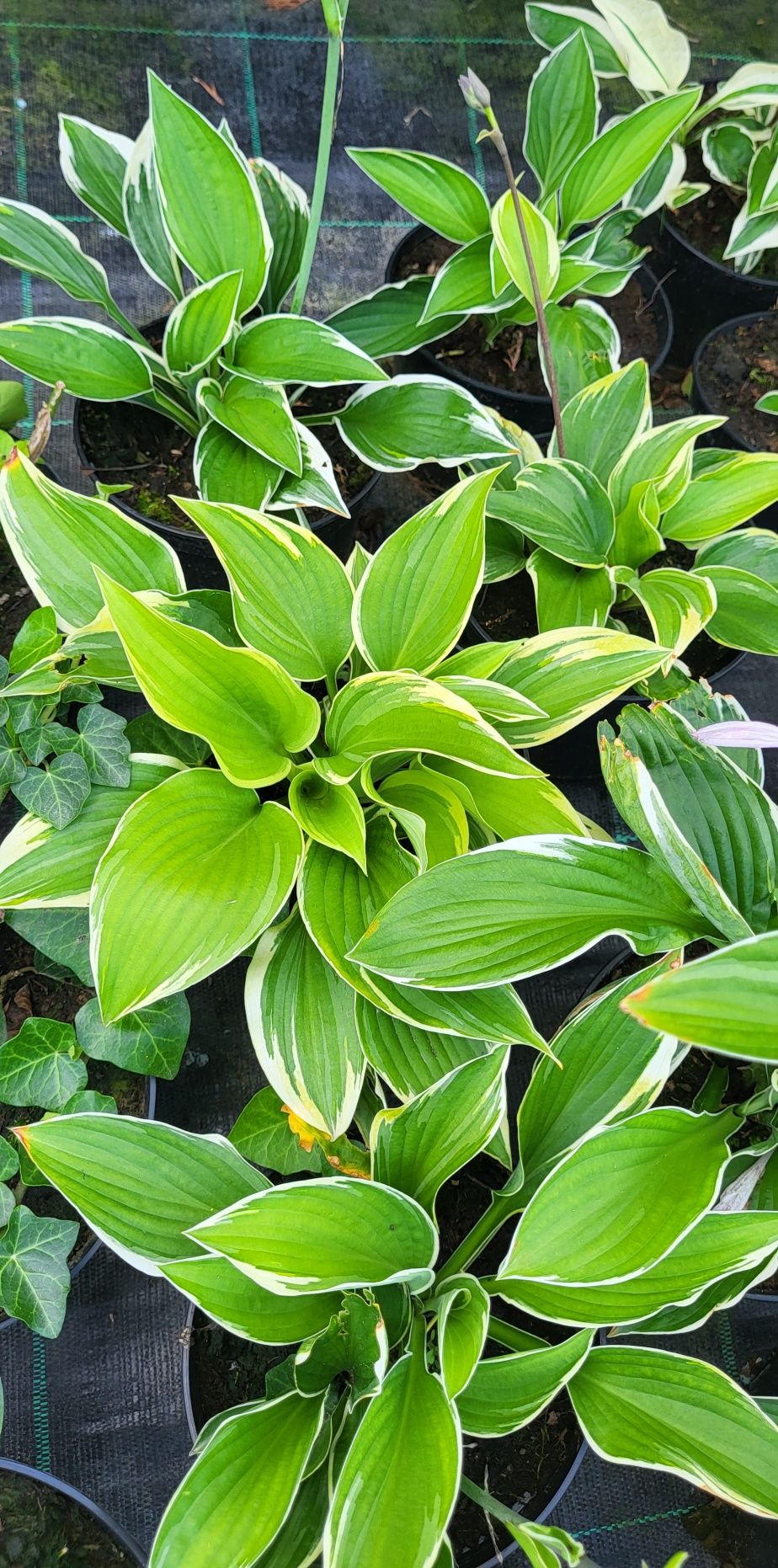 Hosta, funkia,  bluszcz zimozielony  , pysznogłówka sadzonka