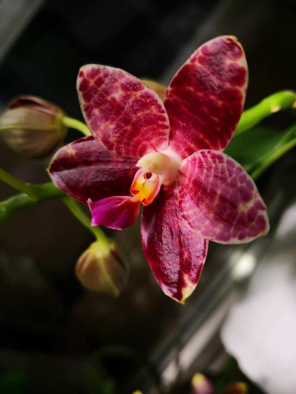 Продам орхидею домашнюю