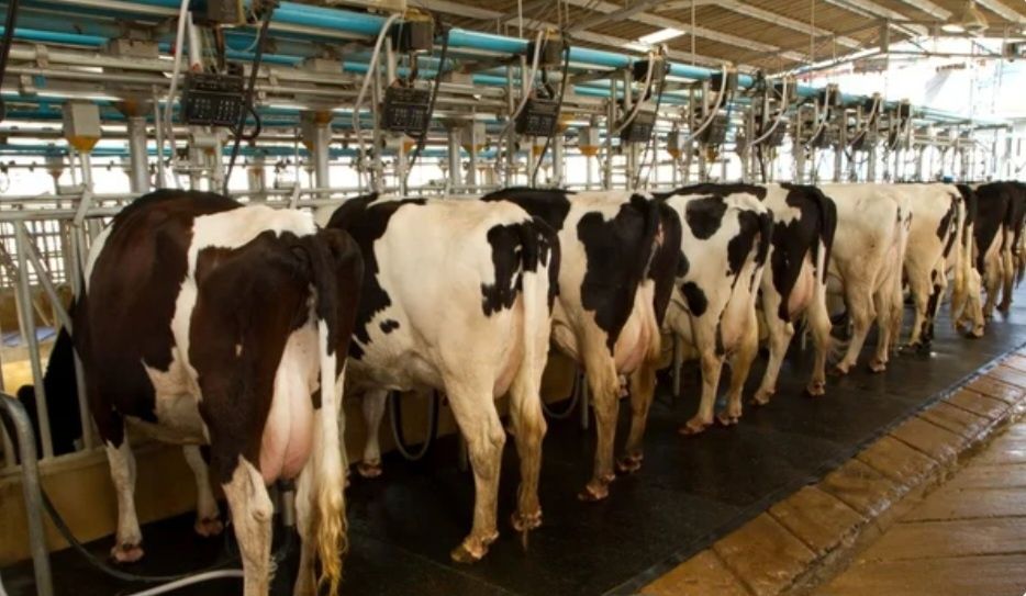 Продам свіже коров'яче молоко екстра ґатунку!