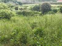 Arrendo Terreno agrícola bem situado com 2000 m2