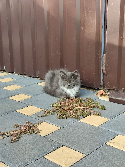 Кошенята у добрі руки