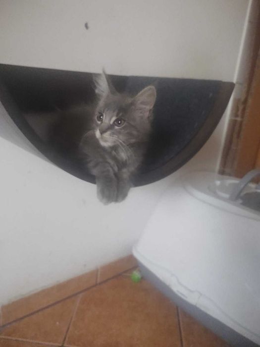 Kotka Maine Coon