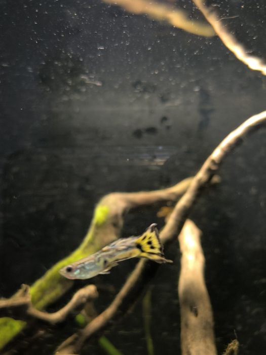 Vendo guppy Almada