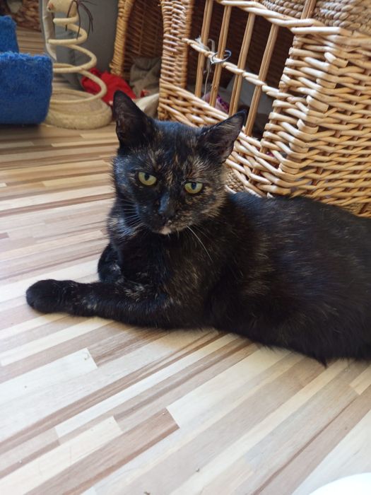 Wysterylizowana kotka szuka domu niewychodzącego