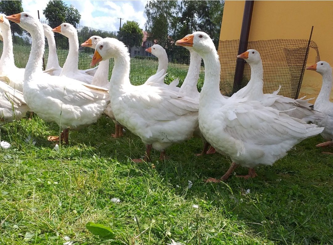 Gęsi z ekologicznego chowu