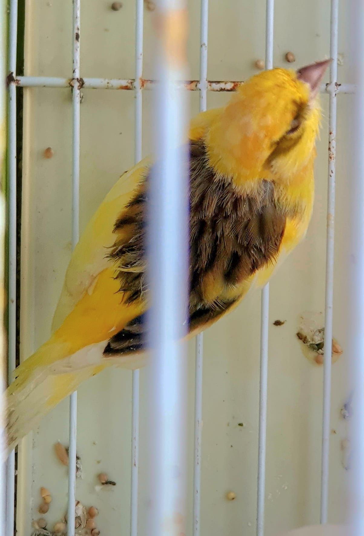 Canário amarelo fêmea