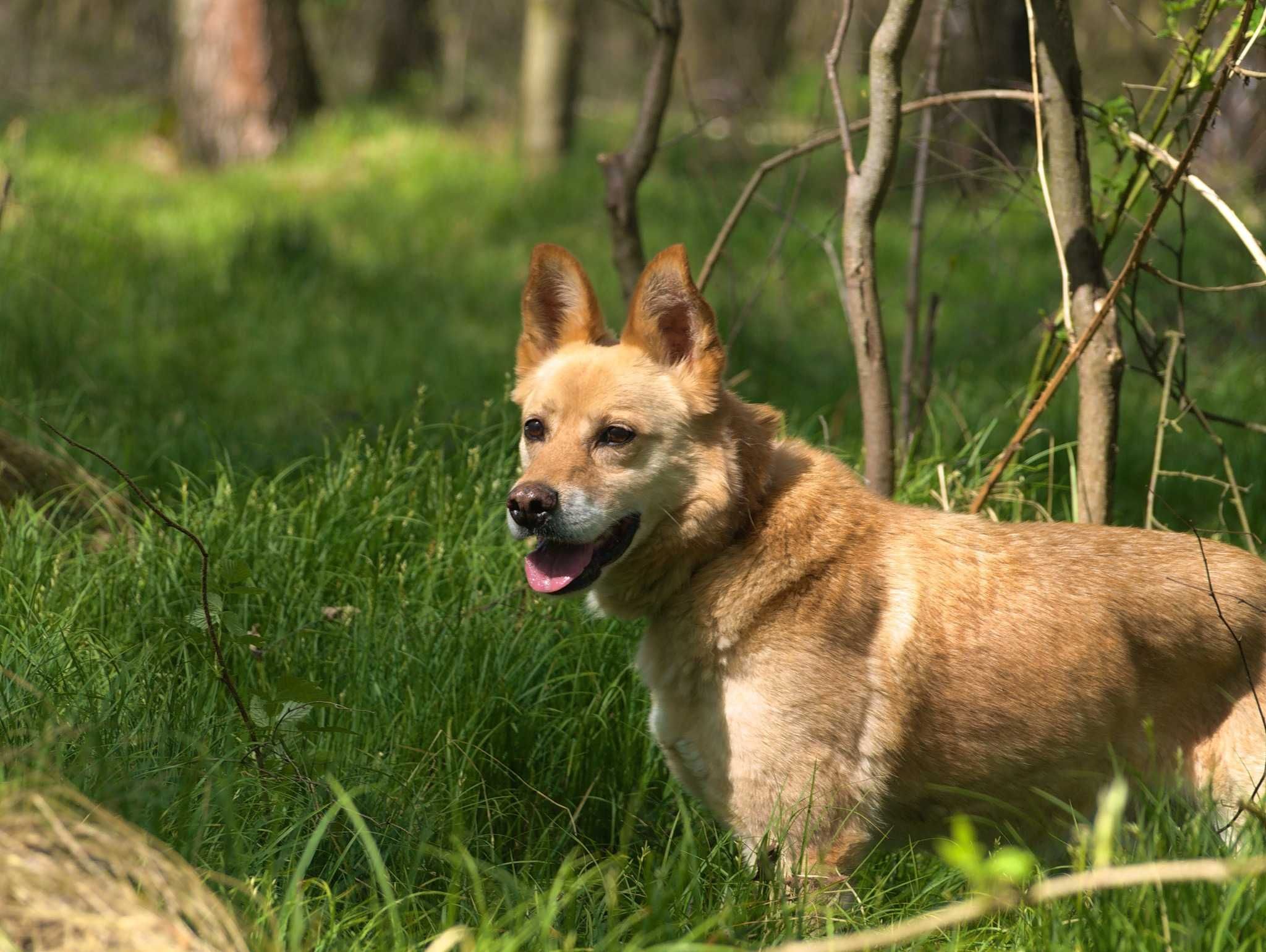 Major - szlachetny, starszy psiak do adopcji.