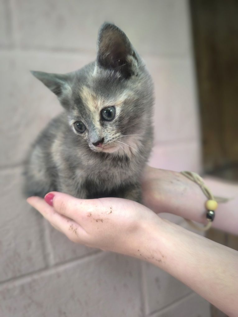 Кошенятка дівчатка, котики.