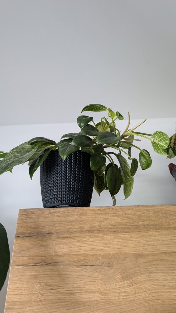 Filodendron birkin