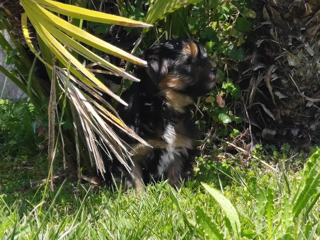 Yorkshire Terrier machinho
