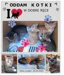 Kotki do adopcji