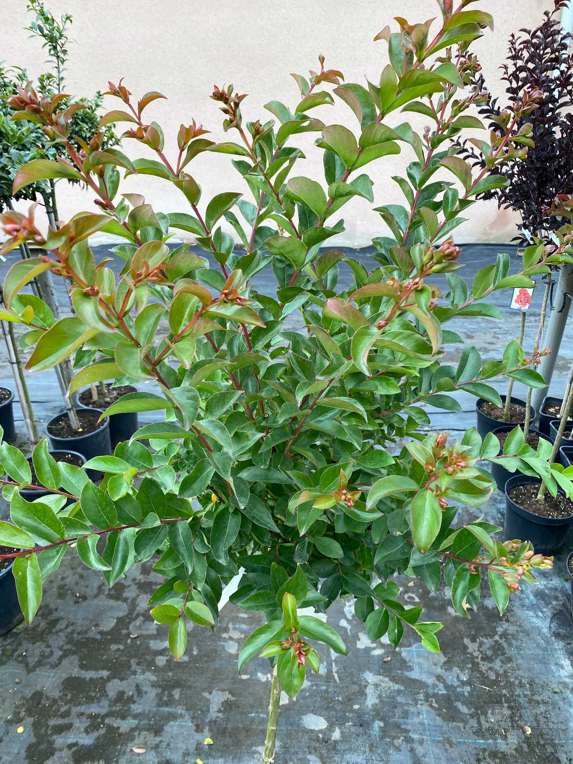 Lagerstremia indyjska Purple Star Pa 80