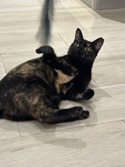 Gatinha tricolor Francisca para adoção responsavel