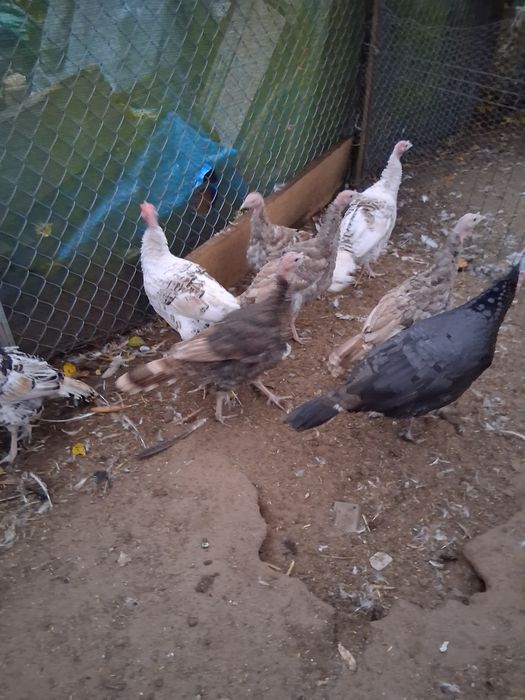 Sprzedam młode indyki I indyczki