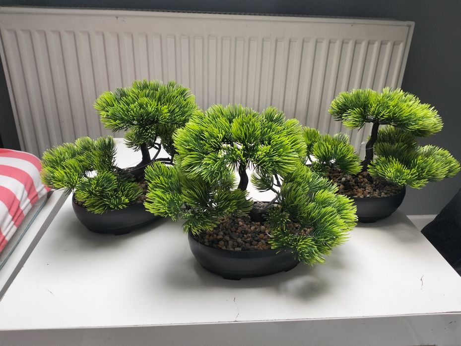 Drzewka bonsai 3 sztuki