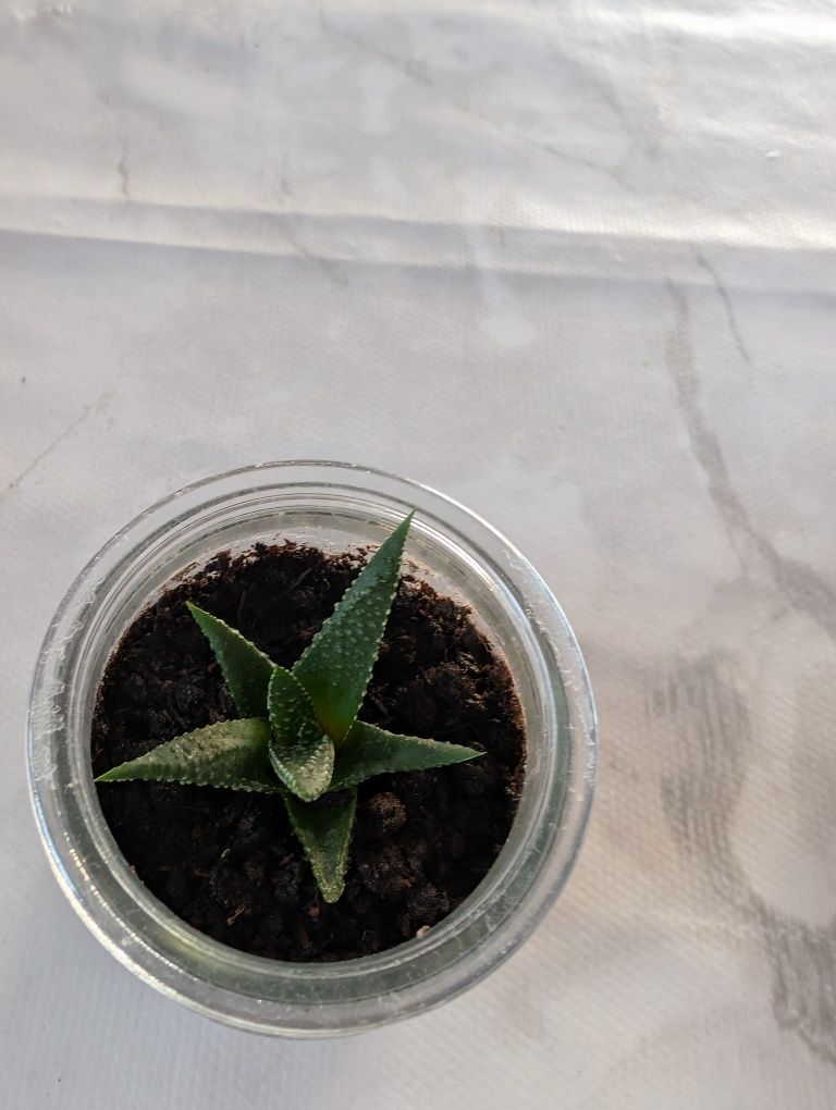 Suculentas em pote de vidro