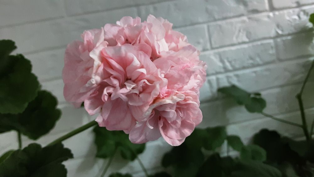 S.Emma. Продам молодые кустики пеларгонии.