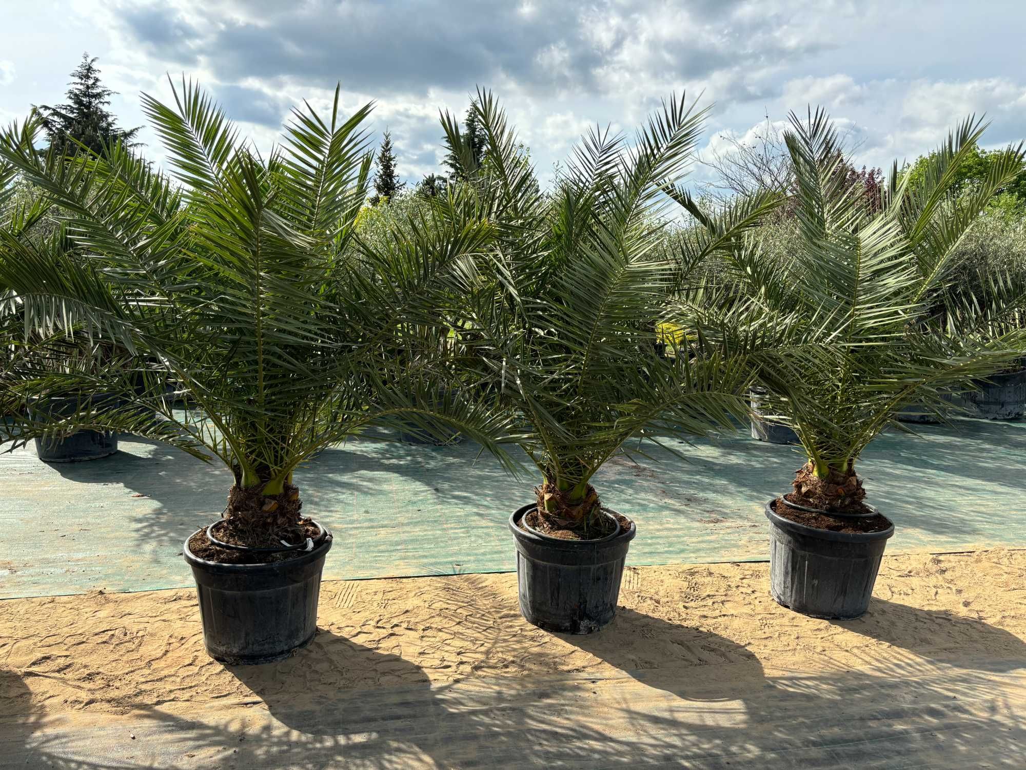 PALMA Phoenix Canariensis (Palma Królewska) 1.100,00 zł