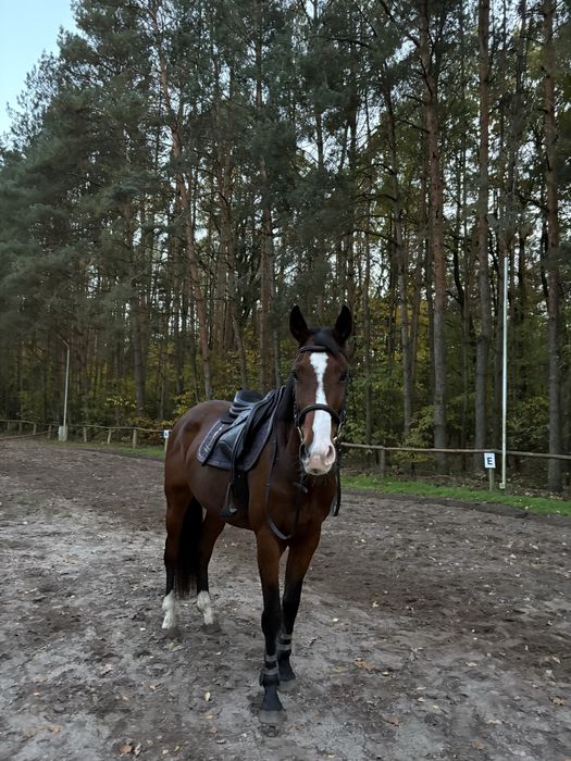 Sprzedam Super Klacz‼️