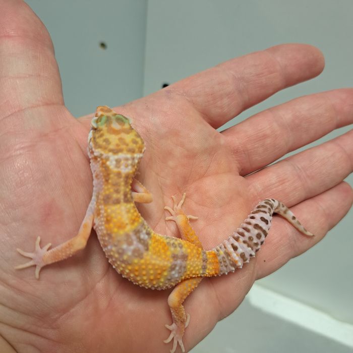 Gekon Eublefar Lamparci w GRUBY KOCUR Rzeszów