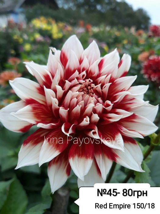 Жоржина Nicolas - перламутрова красуня (Лідія Ластовець  відгукніться)