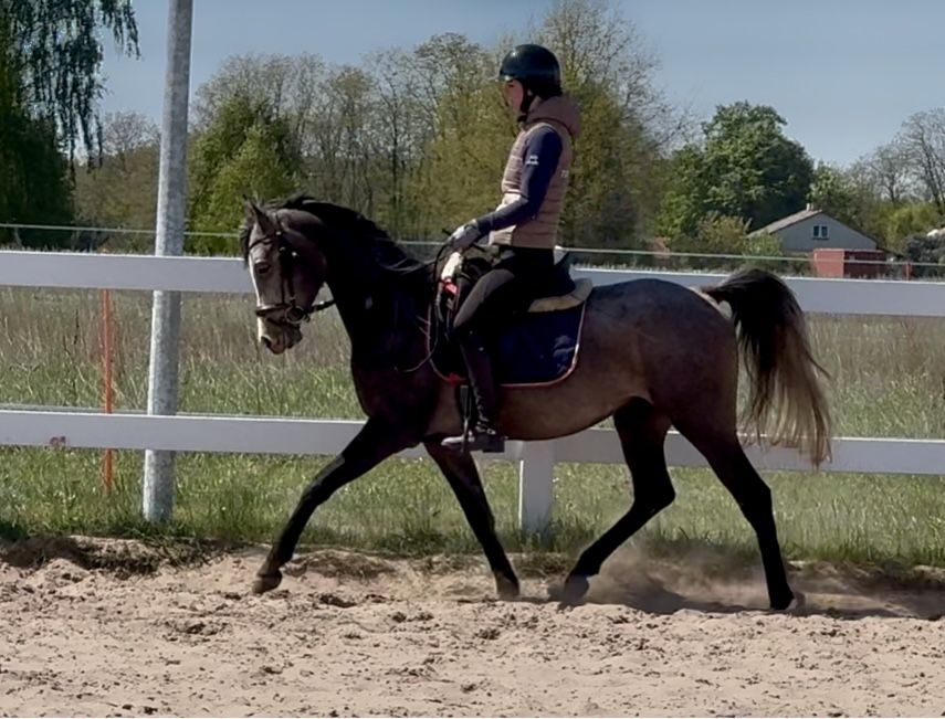 Wałach Arabski. Bardzo grzeczny ! Idealny dla dziecka.  4 lata.
