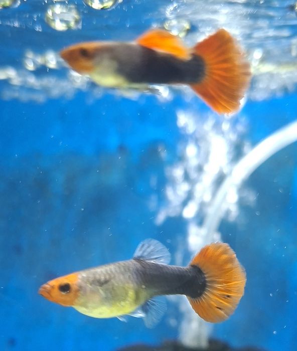 Guppy red nose tuxedo