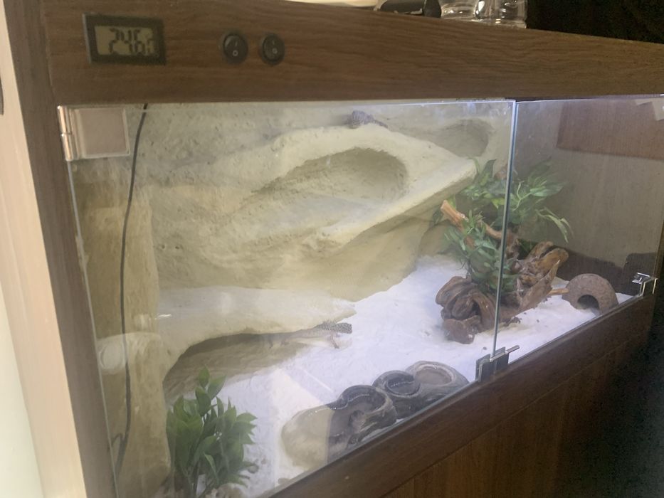 Terrarium z szafka i 3 gekony
