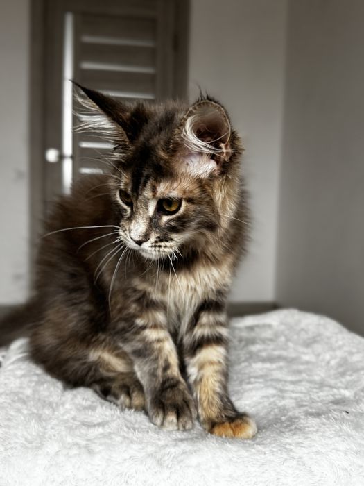 Мейн кун Chloe. Розплідник