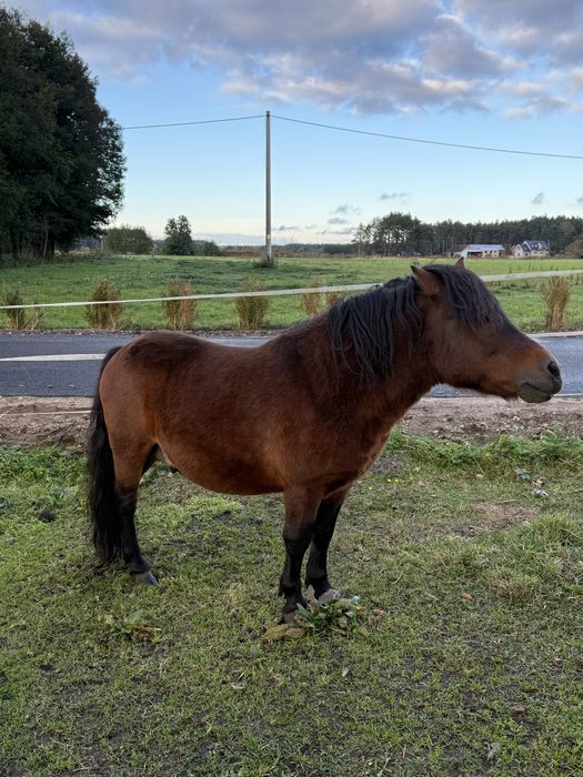 Sprzedam kucyki ze zdjecia