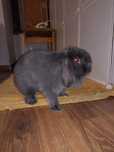 Mini lop królik rasowy