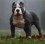 American Bully XL wnuczka Grand Championa Logana!