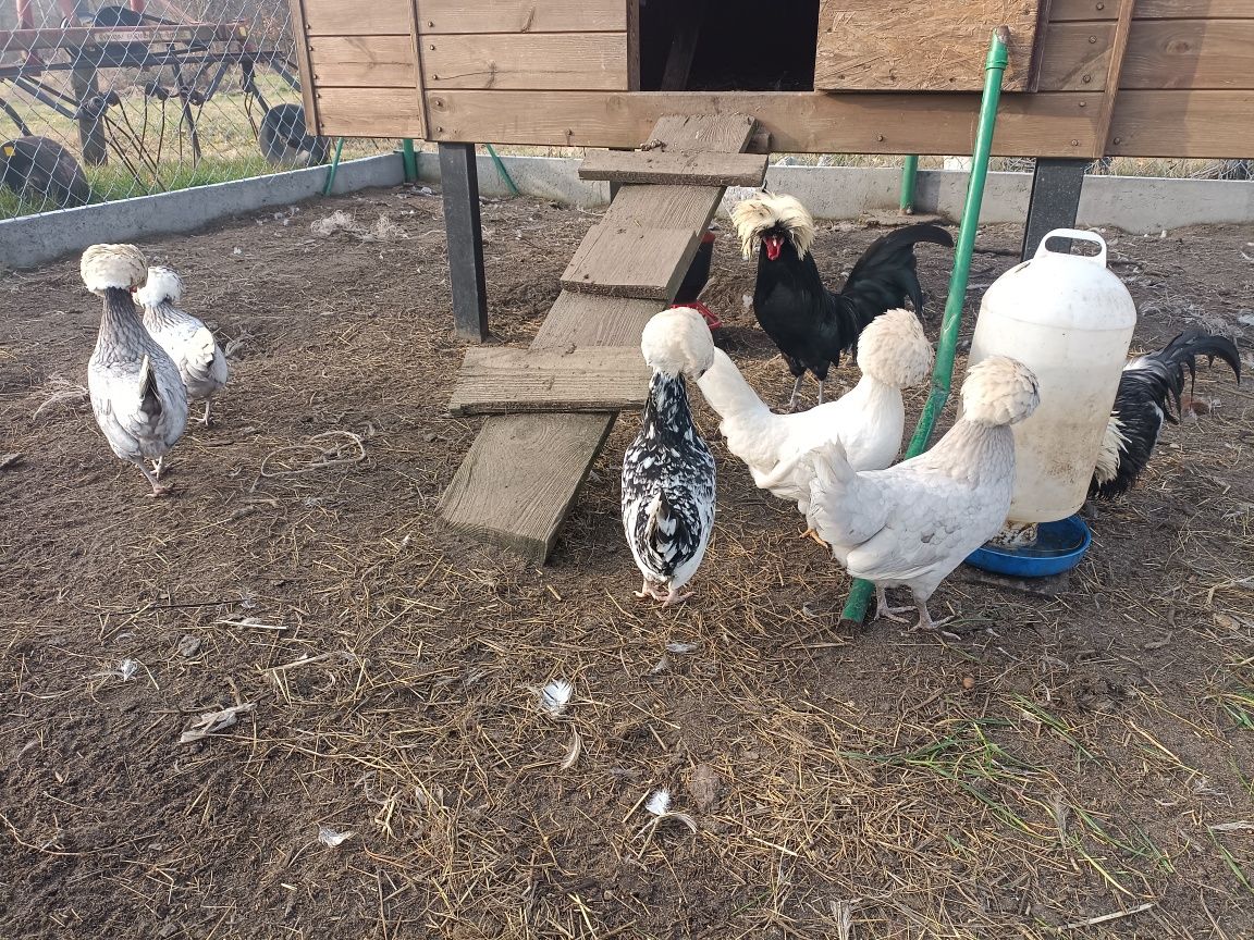 Jajka legowe Ayam Cemani Kochin Białoczub Silka