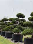 Bonsai Niwaki duże drzewa sosny formowane