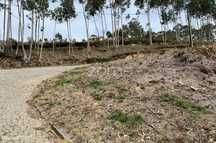 Terreno para exploração florestal e agrícola - Santa Justa, Valongo