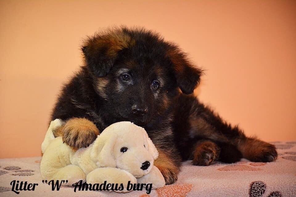 Щенки Немецкой овчарки/ German Shepherd Puppies