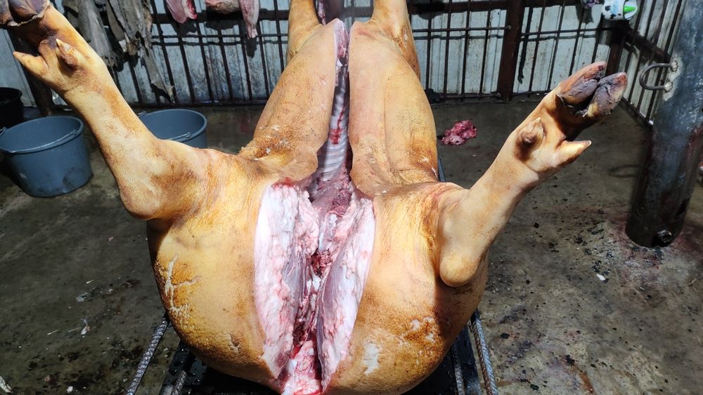 Свини полутушки домошние