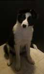Ostatnia Sunia Border Collie