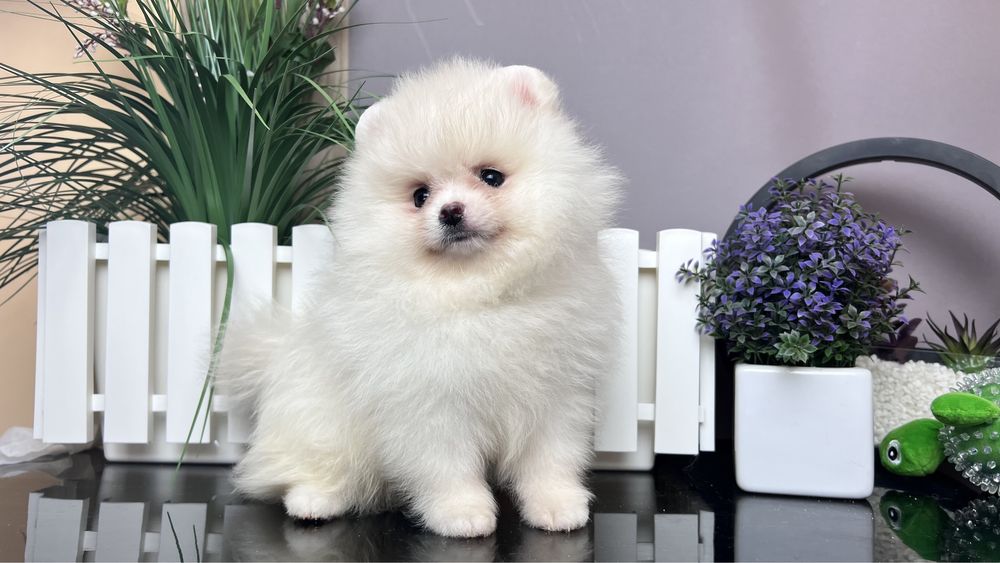 Дівчата помераньського шпиця