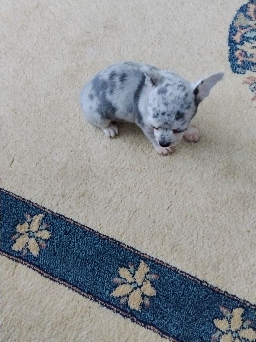 Дівчинка мерлє голубе