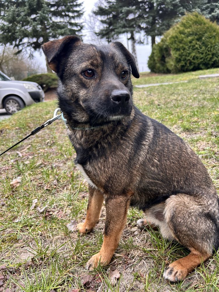 Piesek 1,5 roku 10 kg przyjazny